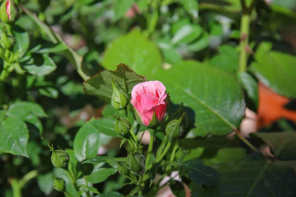 Fiore di rosa e boccioli