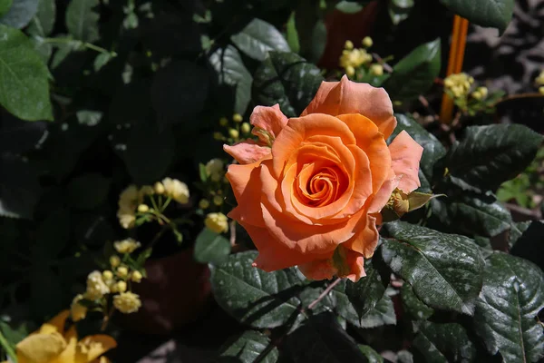 Fiore Rosa Arancione — стоковое фото
