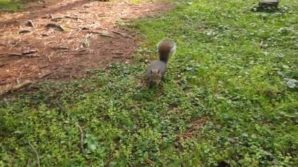 Scoiattolo Prende Arachide Dalla Mano Poi Scappa — Stockvideo