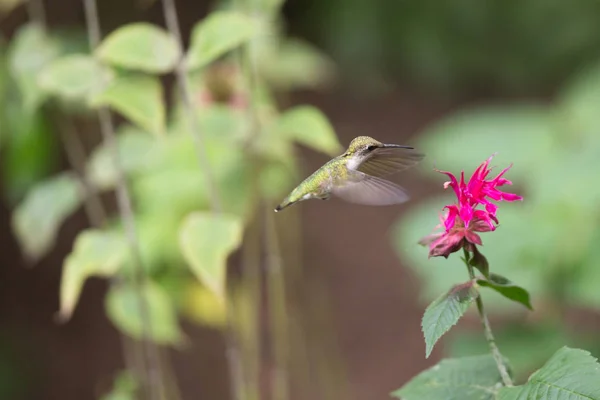 Hummingbird at Bee Balm -  Maundy Mitchell 2017