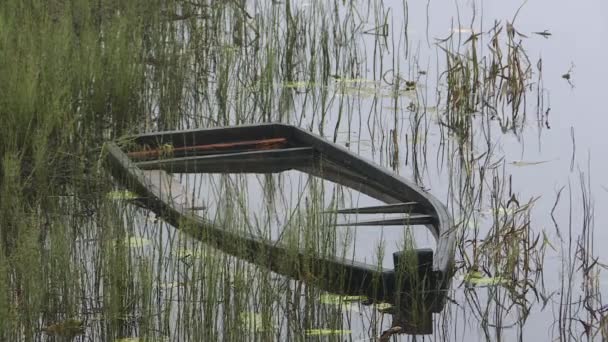 Barco de madera sumergido. Barco abandonado en el río en las cañas — Vídeos de Stock