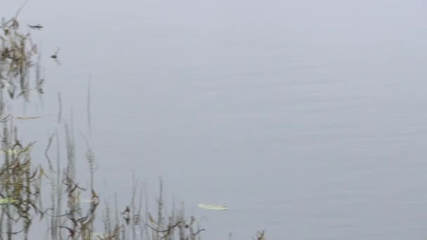 Затоплений дерев'яний човен. Покинутий човен на річці в очереті — стокове відео