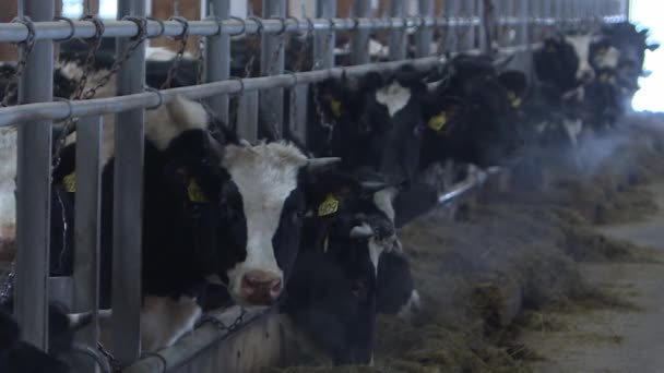 Vaches et veaux dans une exploitation d'élevage — Video