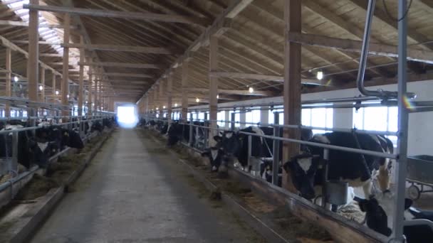 Vacas y terneros en una explotación ganadera — Vídeos de Stock