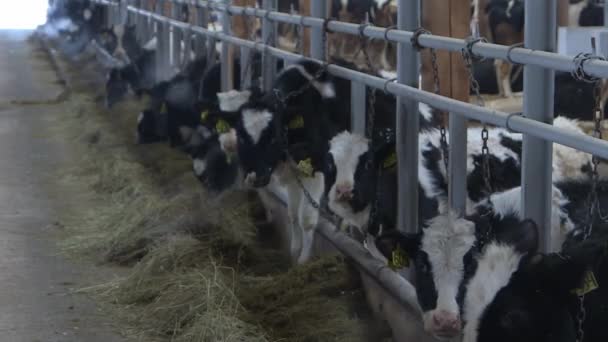 Vaches et veaux dans une exploitation d'élevage — Video