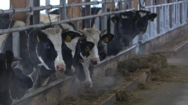 Koeien en kalveren op een vee-boerderij — Stockvideo