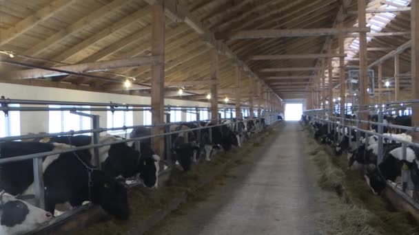 Cows and calves on a livestock farm — Stock Video