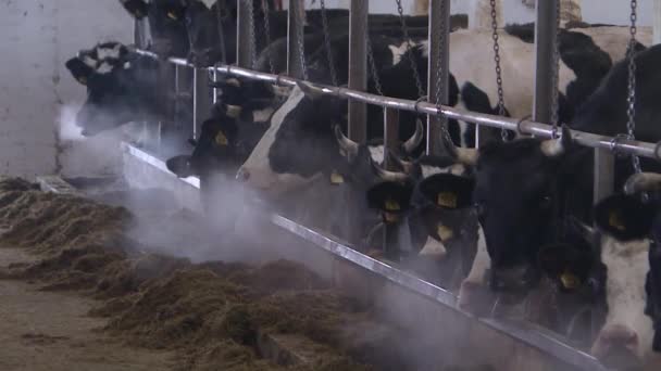 Vaches et veaux dans une exploitation d'élevage — Video