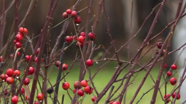 Μικρά κόκκινα μούρα στους θάμνους. — Αρχείο Βίντεο