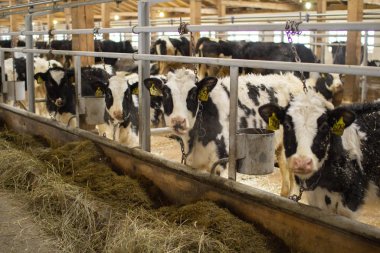 inek ve Dana bir Hayvancılık çiftliğinde