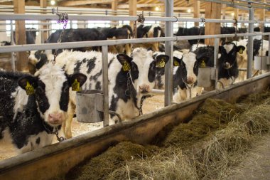 inek ve Dana bir Hayvancılık çiftliğinde