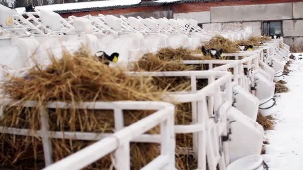 Terneros en una granja de ganado. Los terneros jóvenes están en cuarentena en jaulas de plástico separadas . — Vídeo de stock