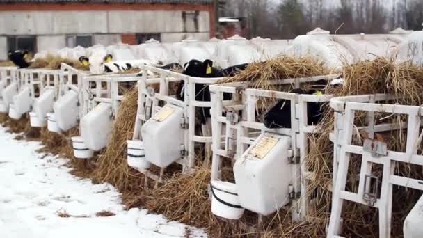Telata na farmě s dobytkem. Mladá telata jsou v karanténě v oddělených plastových klecích. — Stock video