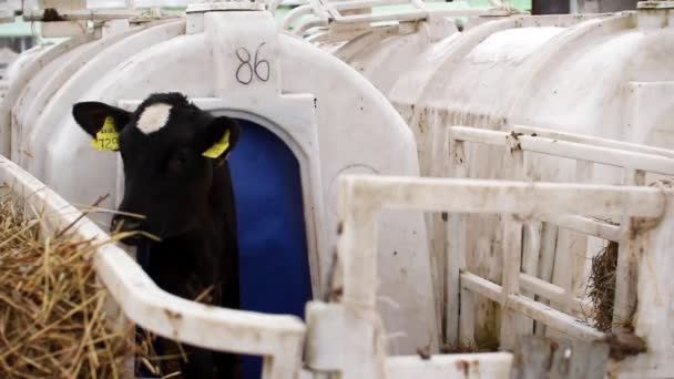 Kälber auf einem Viehhof. Junge Kälber werden in separaten Plastikkäfigen unter Quarantäne gestellt. — Stockvideo