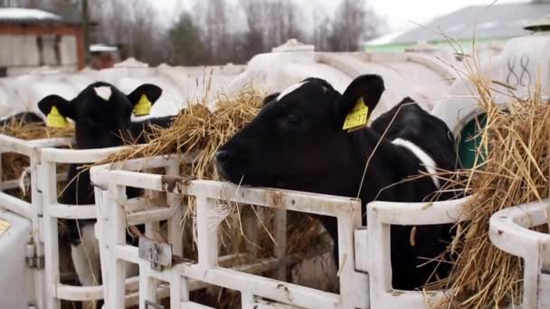 Bezerros numa quinta de gado. Bezerros jovens são colocados em quarentena em gaiolas de plástico separadas . — Vídeo de Stock