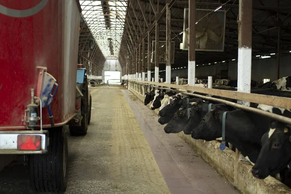 Cash cows in a stall on the farm during feeding. — Stock Photo, Image