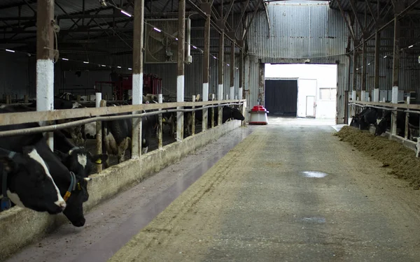 Vacas numa quinta de gado. Vacas de dinheiro no estábulo do estábulo na fazenda . — Fotografia de Stock