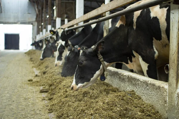 Cows on a livestock farm. Cash cows in the cowshed stall on the farm. — Stock Photo, Image