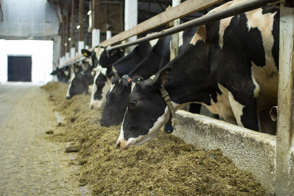 Cows on a livestock farm. Cash cows in the cowshed stall on the farm.