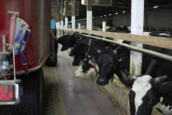 Cash cows in a stall on the farm during feeding. — Stock Photo, Image