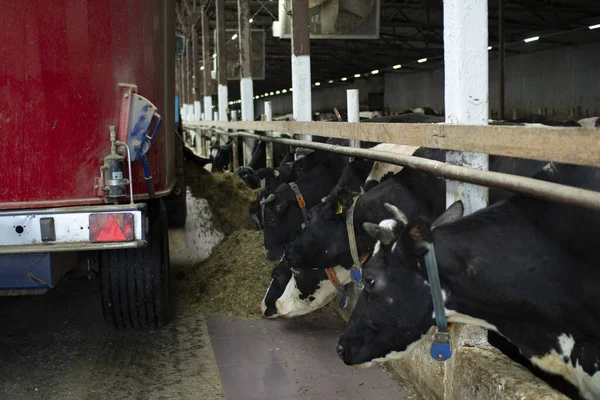 Cash cows in a stall on the farm during feeding. — Stock Photo, Image