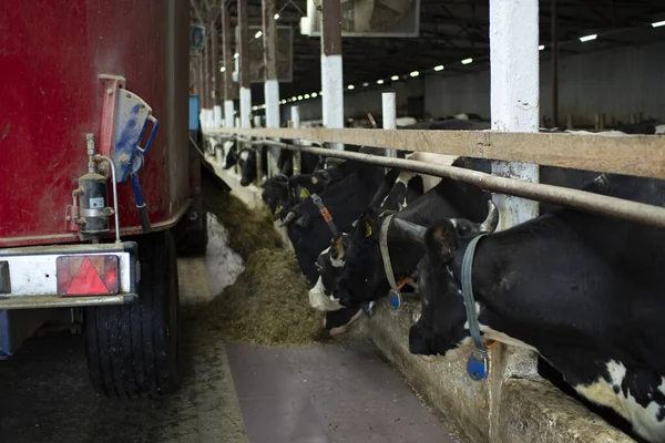 Cash cows in a stall on the farm during feeding. — Stock Photo, Image