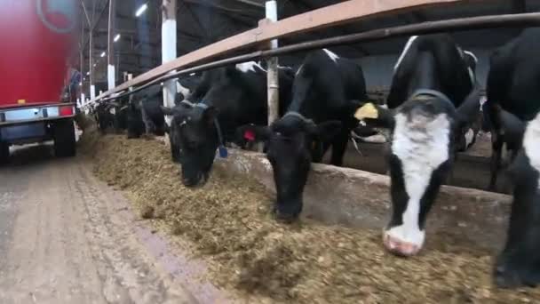 Kontanter kor i ett stall på gården under utfodring. — Stockvideo