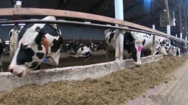 Çiftlikteki inekler. Çiftlikteki ahır ahırında nakit inekler..