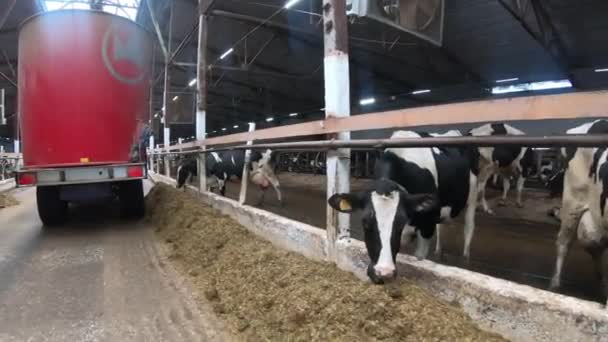 Vacas en efectivo en un establo de la granja durante la alimentación . — Vídeos de Stock