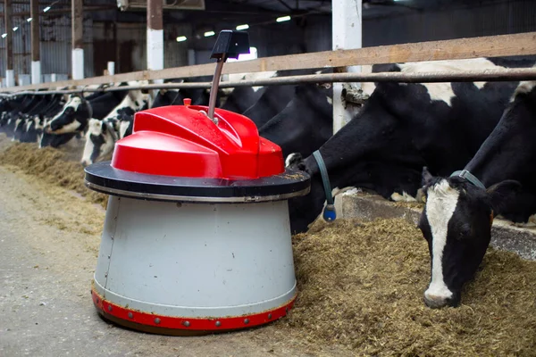 The robot farmers are programmed to work in the farm premises for animal feeding. Automation in agriculture. — Stock Photo, Image