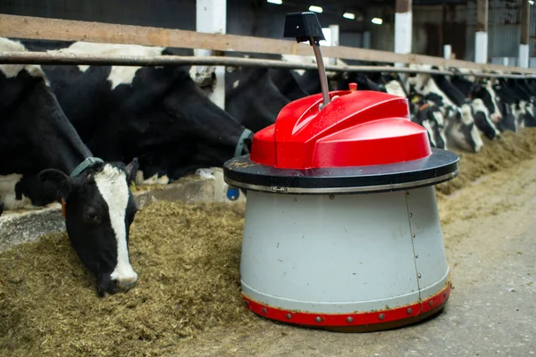 The robot farmers are programmed to work in the farm premises for animal feeding. Automation in agriculture. — Stock Photo, Image