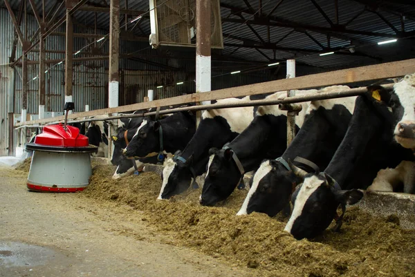 Los agricultores robot están programados para trabajar en las instalaciones de la granja para la alimentación de animales. Automatización en la agricultura . — Foto de Stock