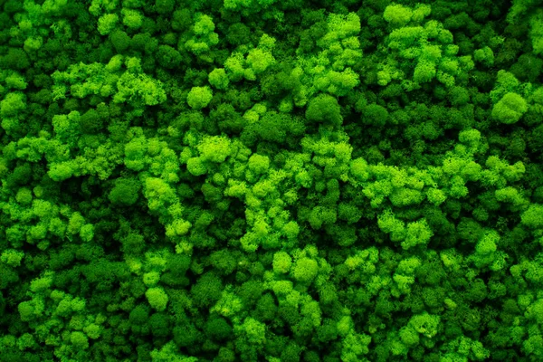 Moss wall, green wall decoration made of natural moss.