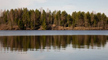 Nehir ve çam ağaçları. Güneşli bir günde pitoresk bir yer.