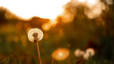 Günbatımı arka planında Macro fotoğraf karahindiba çiçeği. Çiçeğe alerjisi var. Metin için özgürlük yakın çekim alanı kavramı