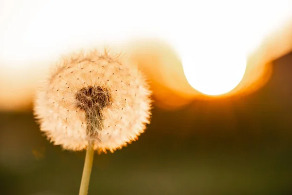 Conceito de liberdade. flores de dente de leão na primavera em um campo close-up nos raios dourados do sol. espaço livre para texto — Fotografia de Stock