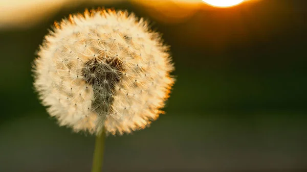 Pissenlit au coucher du soleil. Gros plan, macro. espace libre pour le texte — Photo