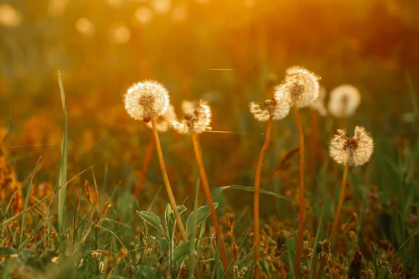 Macro foto paardebloem op zonsondergang achtergrond. Foto witte pluizige plant onder zonsondergang close-up in de gouden stralen van de zon. ruimte voor tekst — Stockfoto