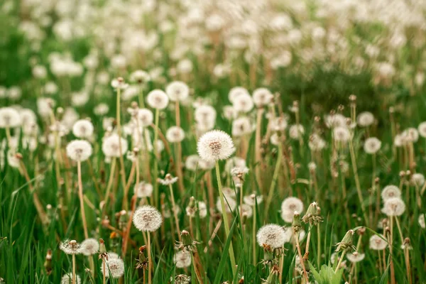 Nature white flowers blooming dandelion. Background Beautiful blooming bush of white fluffy dandelions. dandelion flower . Dandelion field — Stock Photo, Image