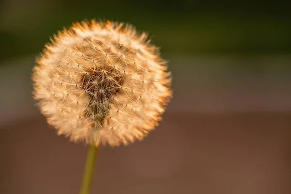 Dandelion fechou macro. Uma vista lateral de uma flor florescendo cabeça do dente-de-leão. espaço para texto — Fotografia de Stock