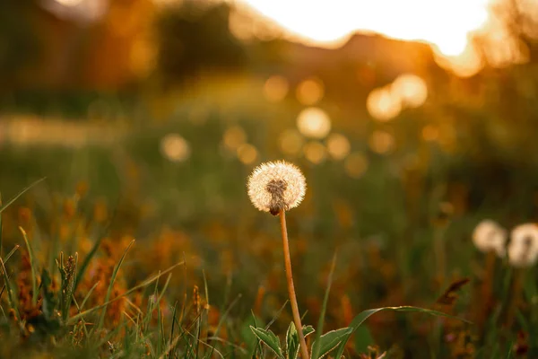 Dandelion fechou macro. Uma vista lateral de uma flor florescendo cabeça do dente-de-leão nos raios dourados do sol — Fotografia de Stock