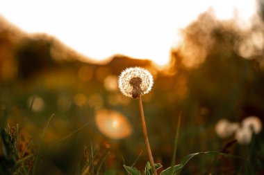 Karahindiba yakın çekim makrosu. Şifalı bitkiler konsepti. Karahindiba kökleri kansere karşı. Halk ilaçları. Metin için boşluk.