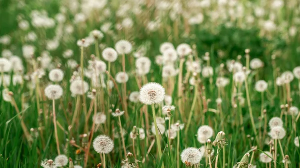 Fondo de primavera con flores claras transparentes dientes de león al atardecer en tonos pastel claros dorados macro con enfoque suave. concepto de hierbas medicinales. reacciones alérgicas — Foto de Stock