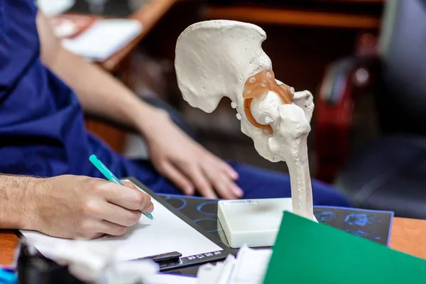 Doktor, pelvis ve uyluk kemiğinin yapay yarı anatomik modelindeki kalça ekleminin yerini gösteriyor. Doktor travmatoloğun ya da ortopedi cerrahının tıbbi fotoğrafları ya da tavsiyeleri..