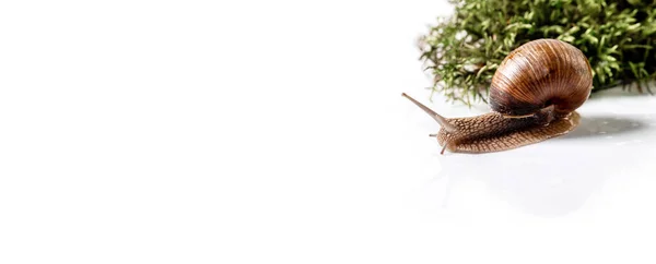 Kahverengi Çizgili Kabuklu Bir Salyangoz Beyaz Bir Arka Planda Sürünüyor — Stok fotoğraf