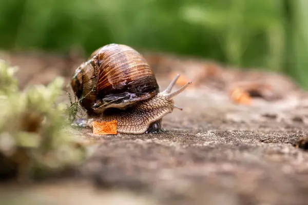 Big Snail Woke Spring Helix Pomatia Burgundy Roman Escargot Long — Stock Photo, Image