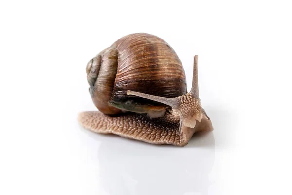 Helix Pomatia Caracol Com Casca Listrada Marrom Rastejar Isolado Fundo — Fotografia de Stock