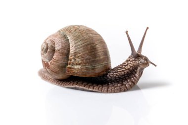 Helix Pomatia Salyangoz Muller, kahverengi çizgili kabuklu, beyaz bir arka planda sürünüyor Pomatia Burgundy Romalı, Salyangoz. Pankart biçimi. Metin için boşluk.