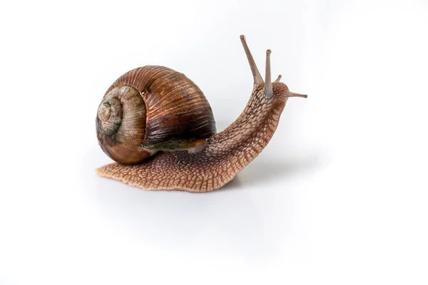 Helix Pomatia Caracol Com Casca Listrada Marrom Rastejar Isolado Fundo — Fotografia de Stock