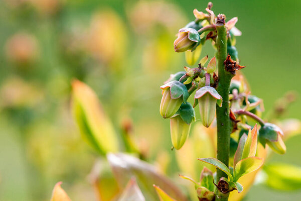 European blueberry in bloom. European blueberry flowers Vaccinium myrtillus is a species of shrub with edible fruit of blue color. Close up.